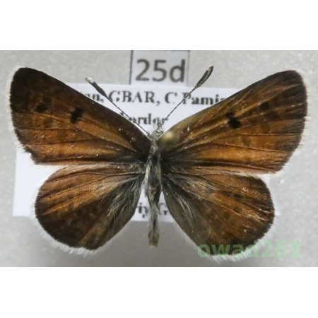 Afarsia ashretha ssp. ashretha (Evans, 1925) male Tajikistan25d